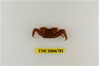 藏品(長足長方蟹)的圖片